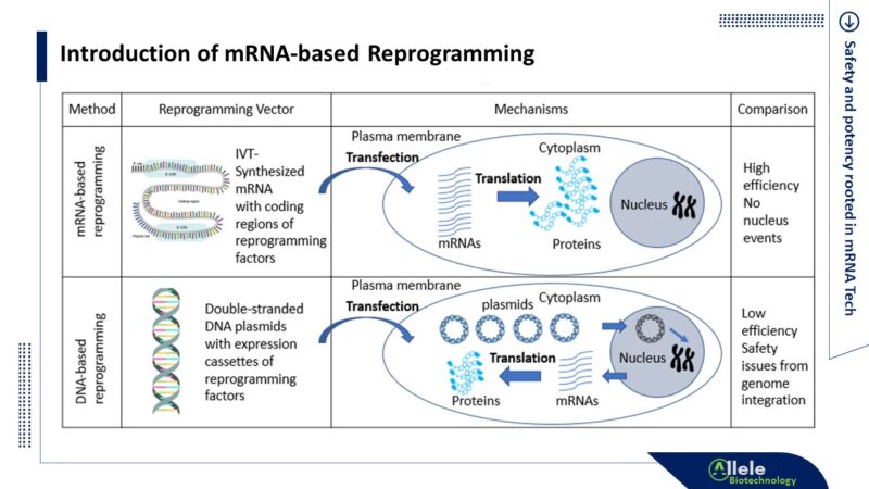 mRNA Reprogramming